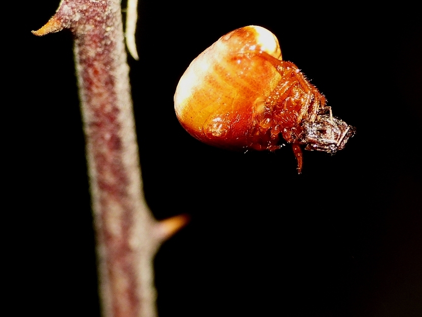 Cyrtarachne ixoides - Santa Teresa Gallura (OT)